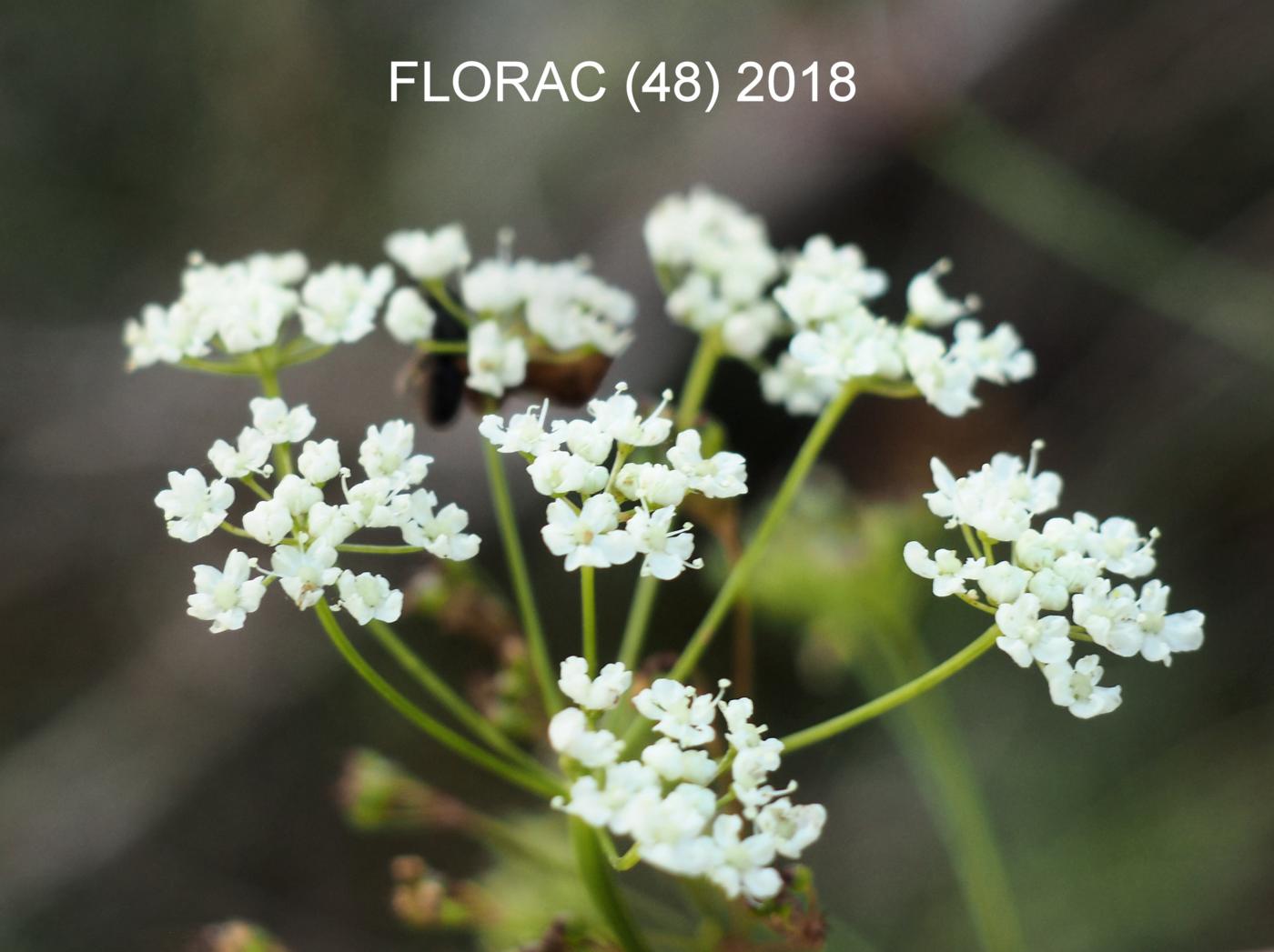 Burnet Saxifrage flower